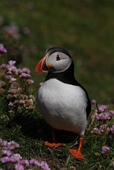 David Plant Photography - Wildlife Photographer - Puffin - D